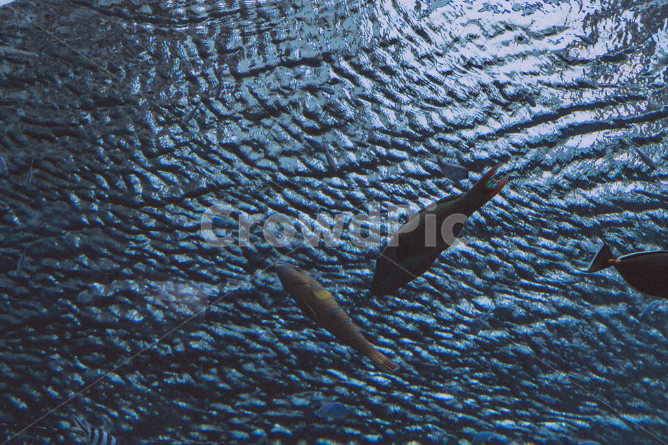 수족관,물,물고기,fish,아쿠아리움
