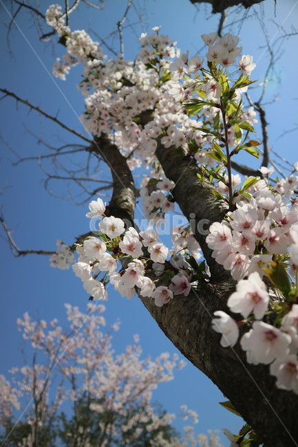 벚꽃,봄,꽃,하늘,봄꽃,자연,계절,식물,파란색,흰색,배경,감성,spring,season,plants,nature,flower