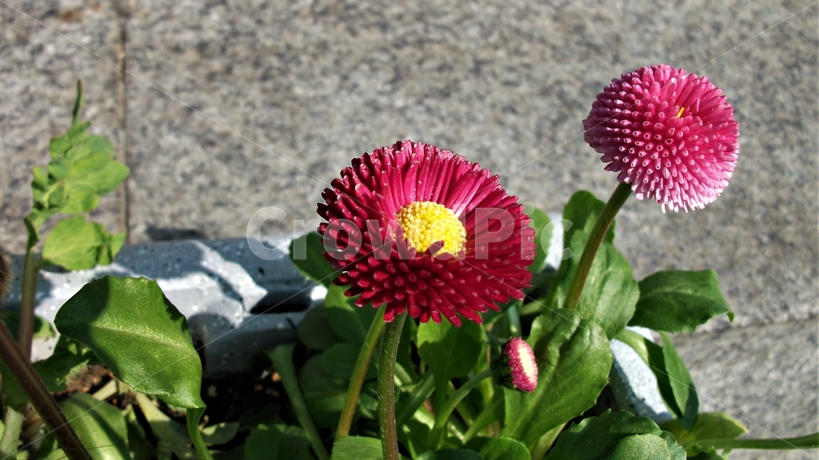 꽃,자연,데이지,식물,daisy,꽃잎,암술,수술,봄,spring,nature,truedaisy,bloom,국화과,petal,floral,scent,beautiful,plant,flower,Bellisperennis,속씨식물,dicotyledoneae,쌍떡잎식물,Campanulales,beautifulflower,prettyflower,pure,순수,Compositae,Angiospermae,초롱꽃목,plants,Englishdaisy,식물,자연,plants,nature,꽃,flower