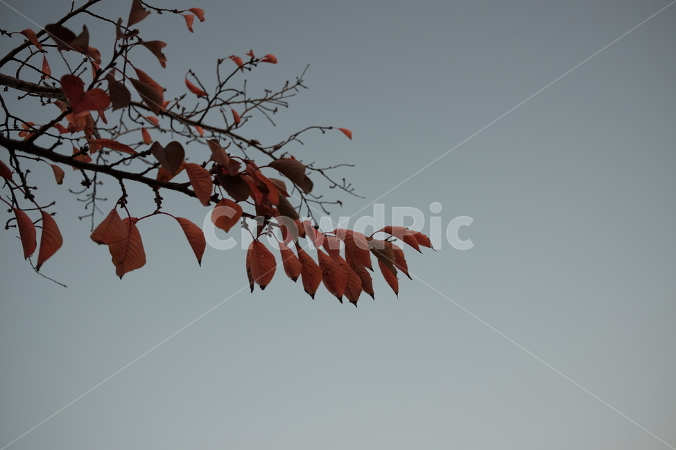 가을,단풍,낙엽,쓸쓸,회색,가을,계절,fall,autumn,season,plant,식물,leaf,잎