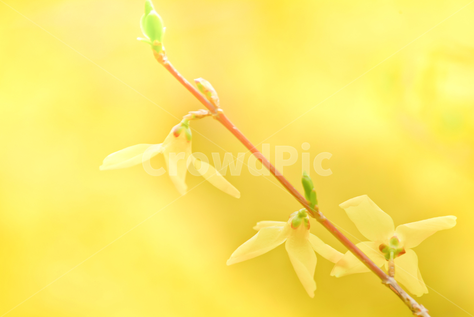 봄,꽃,개나리,노랑,강성적,봄,계절,spring,season,식물,자연,plants,nature,꽃,flower,plant