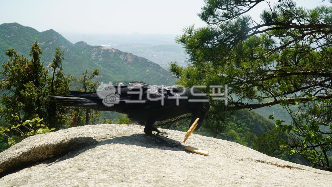 Black color,Crow,bird,Birds,biscuit,wild,View