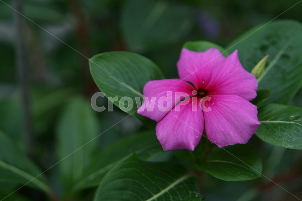 plant,식물,geranium,제라늄,blossom
