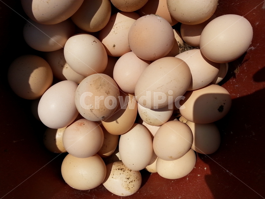 egg,달걀,농장,닭순이,닭