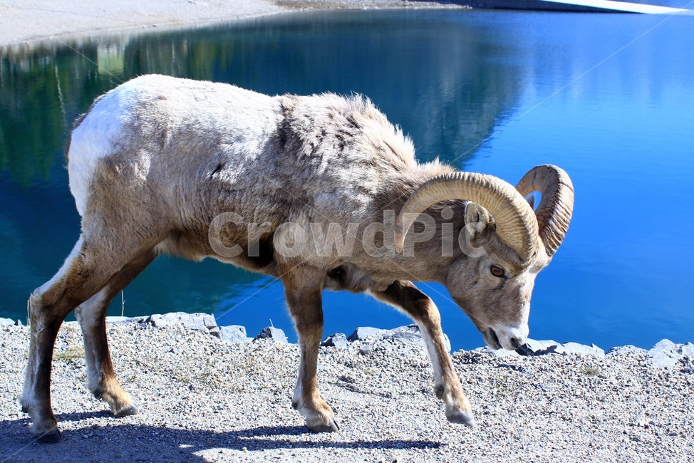 동물,animal,포유류,산양,염소,goat,야생동물,wildlife,mountaingoat,동물,animal,포유류,mammal