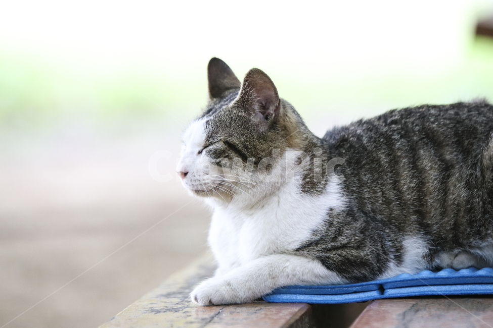 고양이,반려동물,애완동물,귀여움,동물,잠자는고양이,동물,animal,포유류,mammal,고양이,cat,kitten,kitty