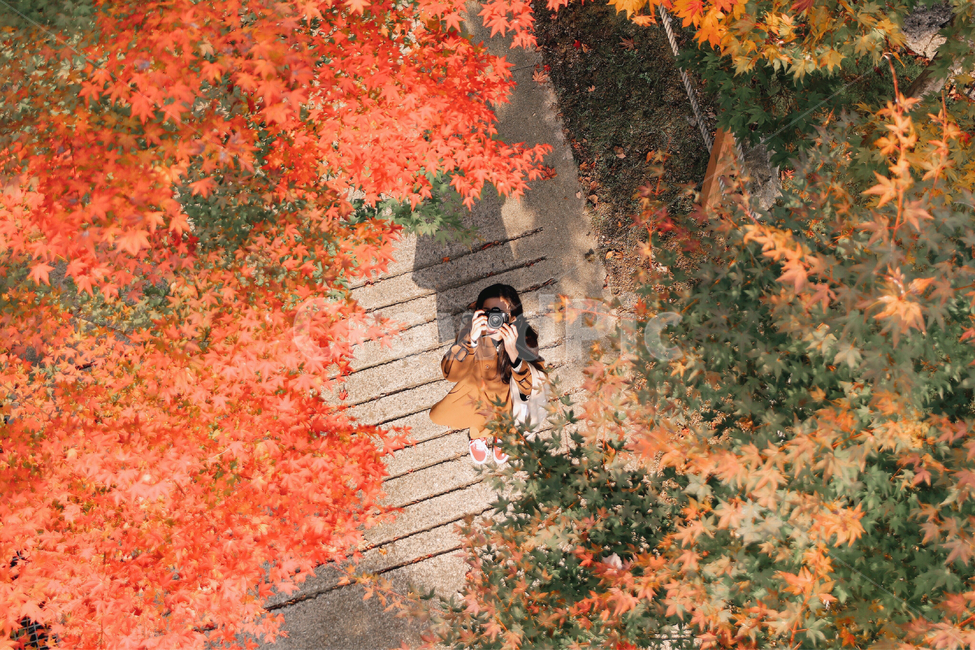 leaf,잎,plant,식물,나무,maple,단풍,화담숲,가을,여자,사람,가을,계절,fall,autumn,season,사람,인물,인간,human,person,여성,여자,woman,female,lady,여행,휴가,traveling,vacation,trip,사진작가,포토그래퍼,photographer,감성,sensible,feeling,tree