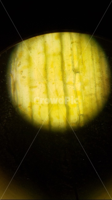 양파,양파세포,세포,현미경,microscopes,과학,cell,양파표피관찰,onion,식믈세포,nucleus,cellwall,식물,plant