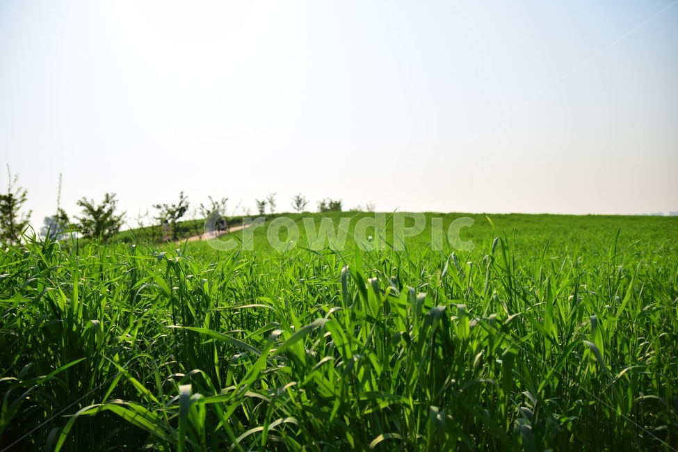 green,tree,grassland,farmland,Anseong Farm Land,sight,rye field,landscape,rye