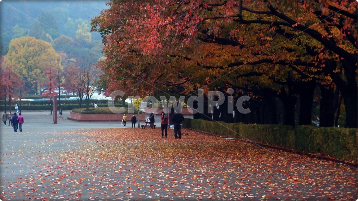 tree,plant,식물,단풍,사람,person,가을,가을,계절,fall,autumn,season,나무,maple,leaf,잎