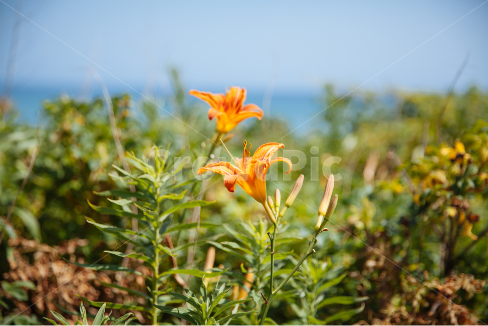 꽃,식물,노란꽃,푸른하늘,파란하늘,flower,yellow,green,blue,sky,bluesky
