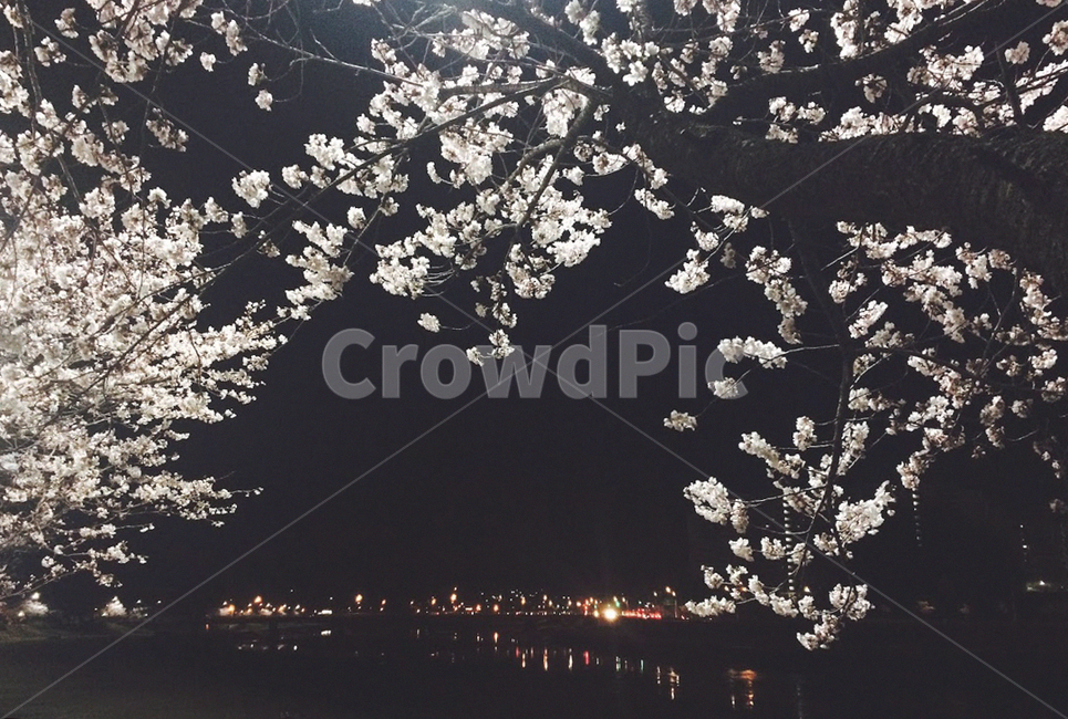벚꽃,야경,꽃,봄,저녁,봄꽃,밤,봄,계절,spring,season,야경,밤,풍경,nightscape,night,landscape,plant,식물,blossom,flower,cherry blossom
