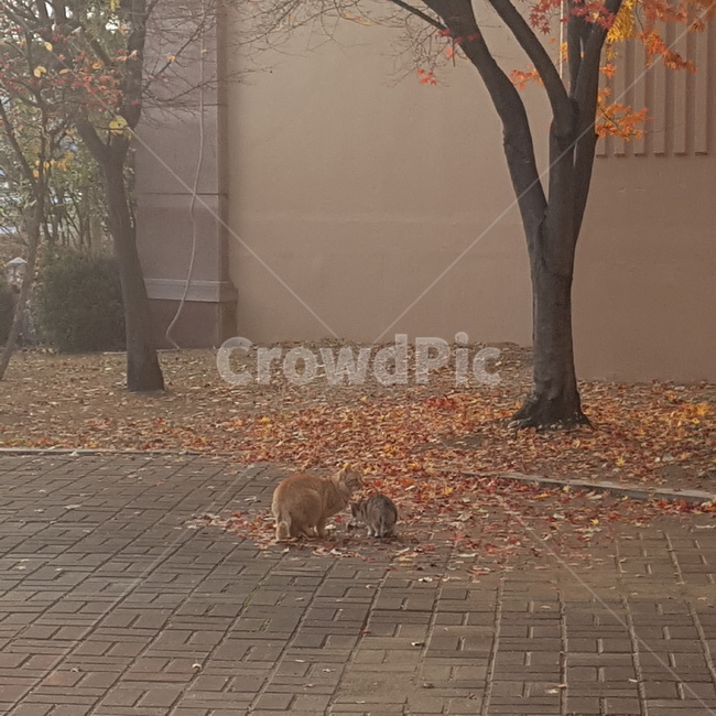 길고양이,가을,동물,새끼고양이,cat,fall