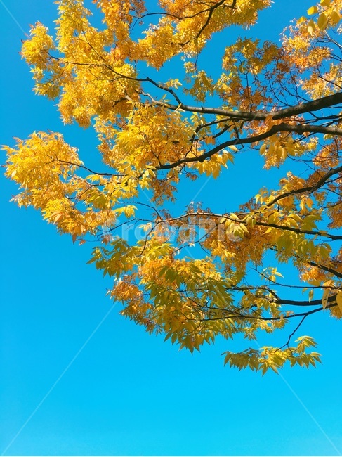 풍경,하늘,가을하늘,가을풍경,가을,가을,계절,fall,autumn,season,자연,풍경,nature,landscape