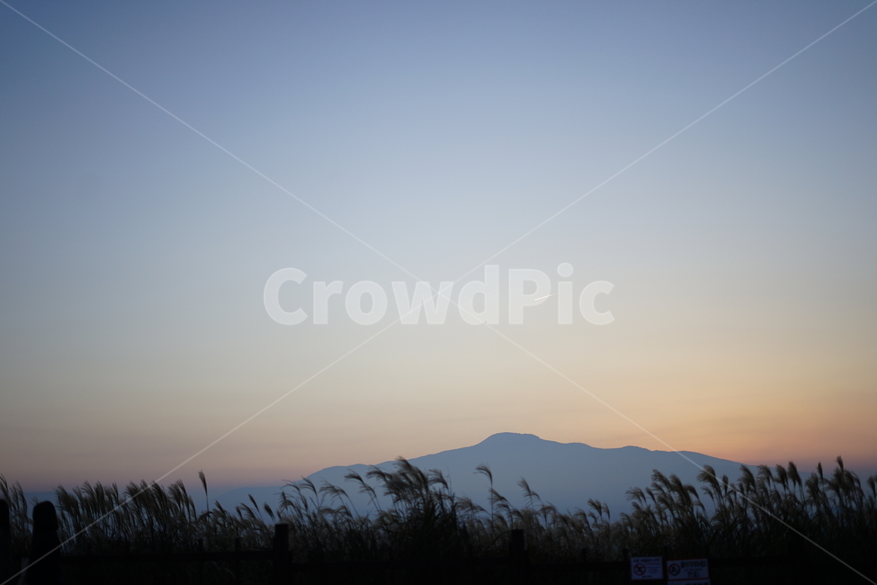 갈대,억새,노을,갈대밭,억새밭,자연,풍경,nature,landscape,outdoors,옥외
