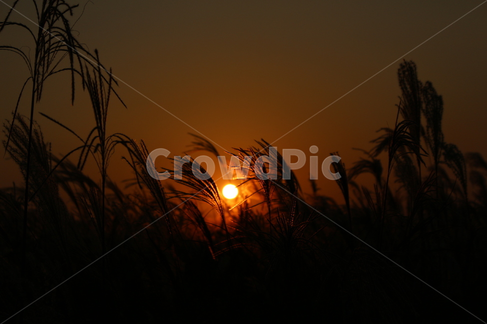 가을,억새풀,역광사진,풍경,감성,자연,풍경,nature,landscape,outdoors,옥외,sky,하늘,dusk,황혼,sunset,일몰,dawn,새벽,red sky,붉은 하늘