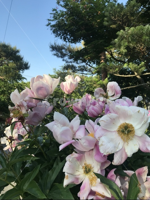 세종시사찰,세종시절,사찰풍경,절,영평사,꽃