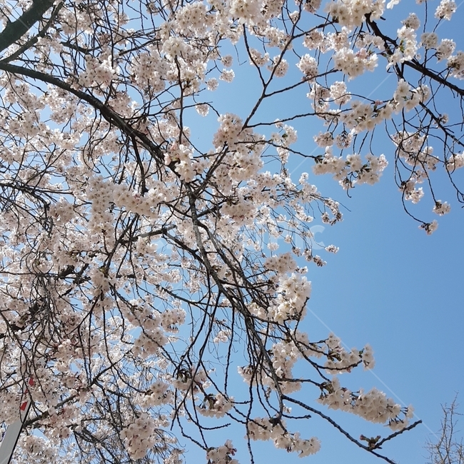 벚꽃,봄,계절,꽃,식물,하늘,맑은하늘,봄,계절,spring,season,plant,blossom,flower,cherry blossom