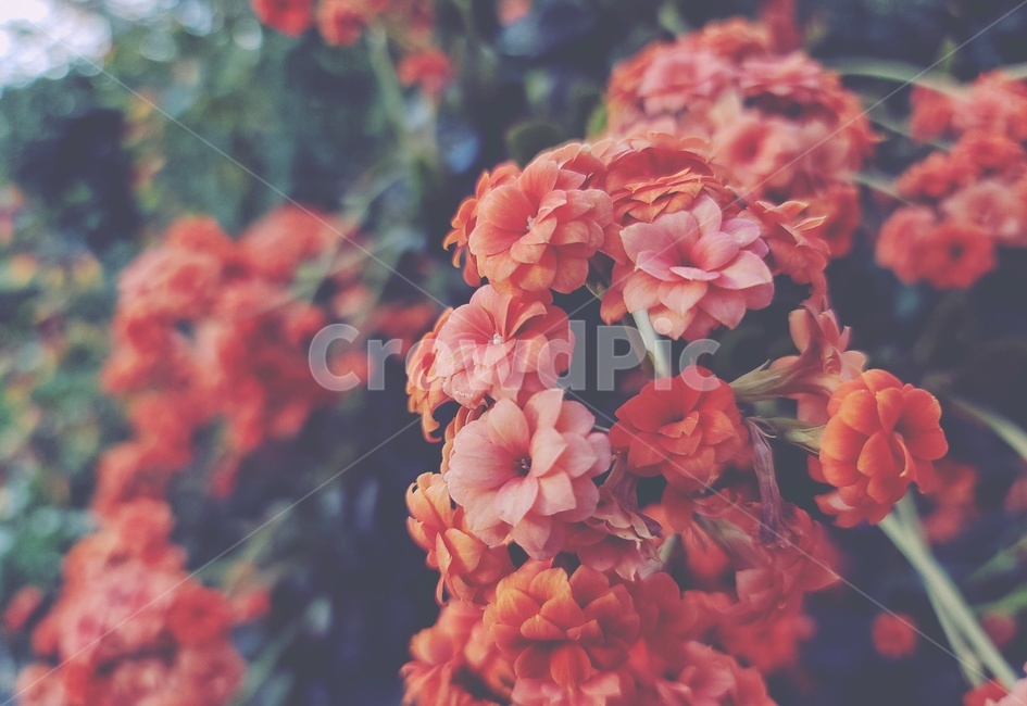 봄,꽃,flower,식물,blossom,식물,자연,plants,nature,꽃,flower