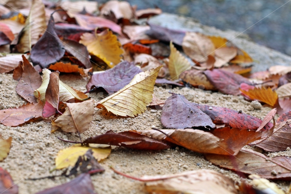 가을,단풍,낙엽,떨어진,흙길,자연,계절,가을,계절,fall,autumn,season,식물,자연,plants,nature,leaf,잎,plant,ground,바닥