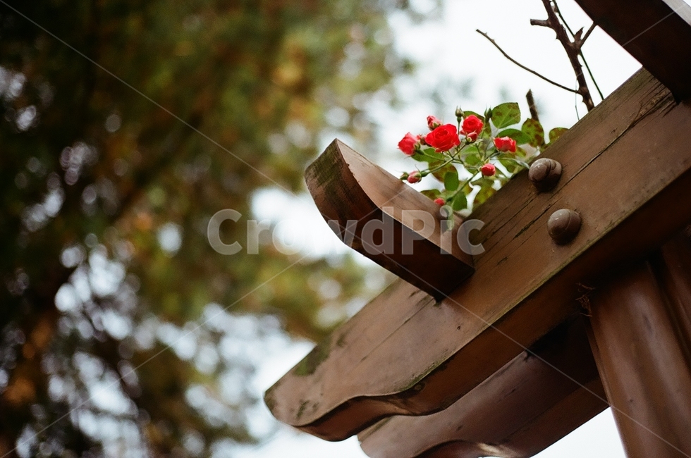 plant,식물,꽃,빨간꽃,가을,식물,자연,plants,nature,꽃,flower