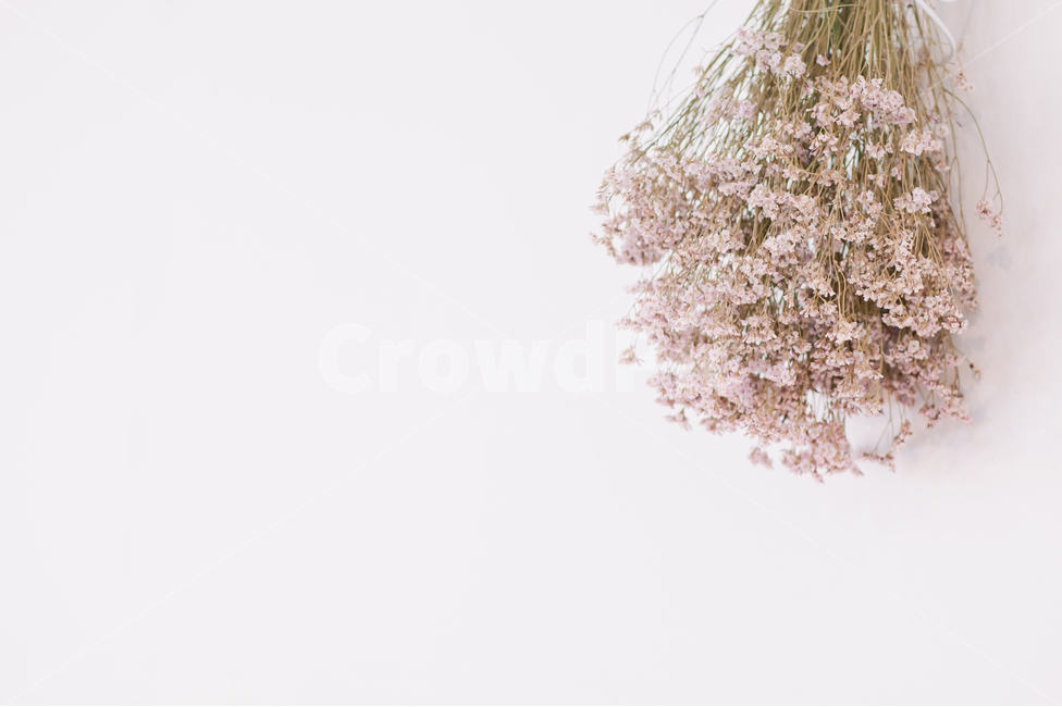 꽃,드라이플라워,플라워,자연,식물,인테리어,꽃,flower