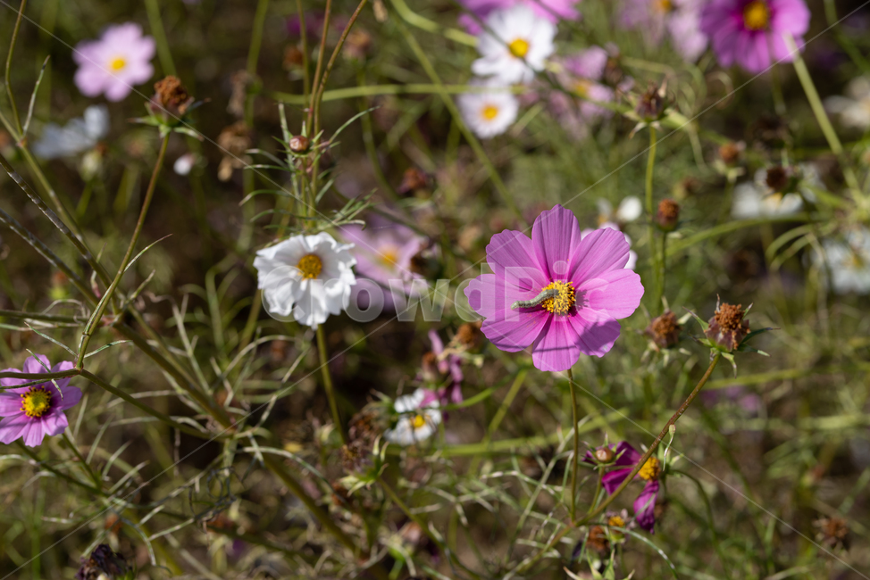 식물,벌레,자연,꽃,코스모스,plants,nature,flower,가을,계절,fall,autumn,season,식물,자연,plants,nature,꽃,flower,plant,geranium,제라늄,blossom