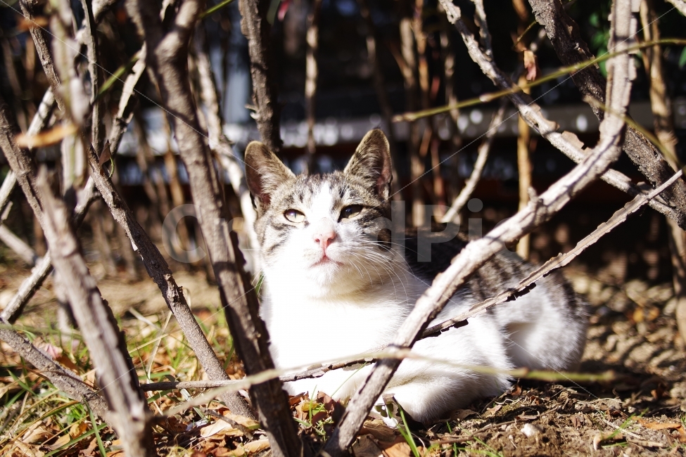	고양이,길고양이,길냥이,애완동물,반려동물,생명,자연,야생,야생동물,야생고양이,미묘,미냥,cat,kitty,kitten,cute,lovely,adorable,pet,animal,street,streetcat,stray,straycat,wild,wildlife,wildcat,wildanimal,nature,natural,beauty,beautiful,동물,animal,포유류,mammal,고양이,cat,kitten,kitty