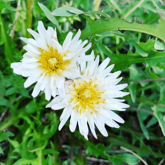 하얀꽃,하얀민들레,민들레,두송이,잡초,들꽃