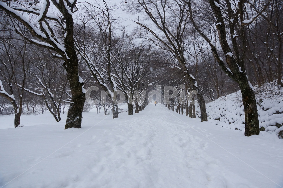 설경,나무터널,내장산,눈,국립공원,겨울,계절,winter,season,자연,풍경,nature,landscape,storm,폭풍,outdoors,옥외,snow,blizzard,눈보라
