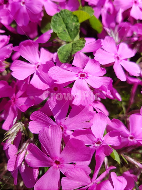 꽃잔디,꽃,분홍,봄,자연,flower,nature,spring,식물,자연,plants,nature,꽃,flower