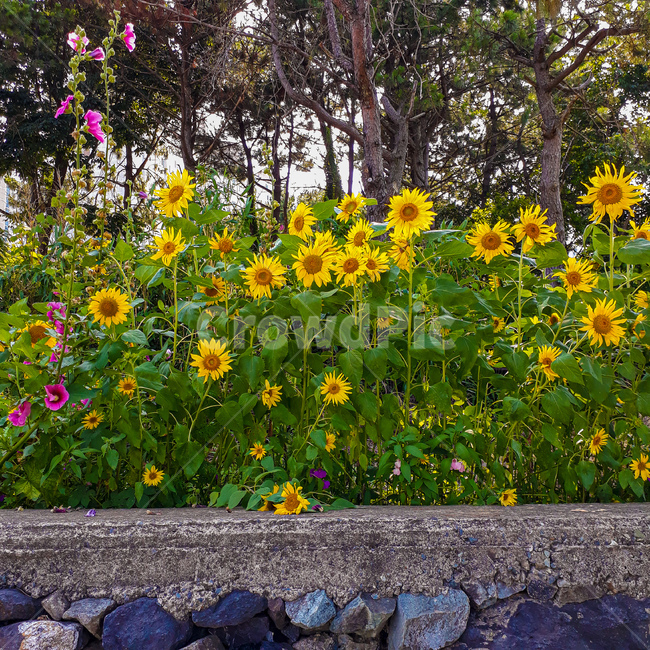 해바라기,식물,나무,조화,꽃,sunflower,plants,tree,flower