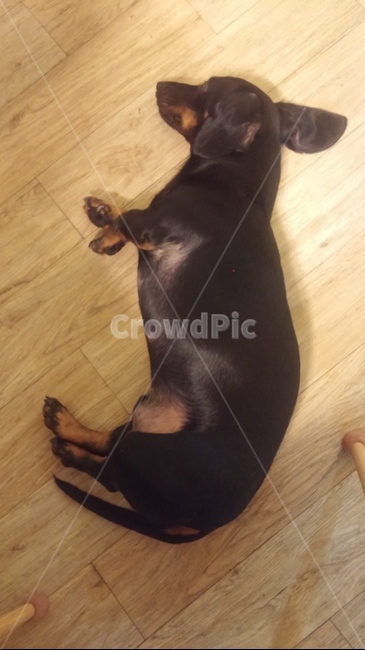 닥스훈트,강아지,짧은다리,귀여운,자는,dog,멍멍이,바닥,누워,검은,검정,배경화면,폰배경화면,바탕화면,옆모습,동물,animal,포유류,mammal,개,강아지,dog,doggy