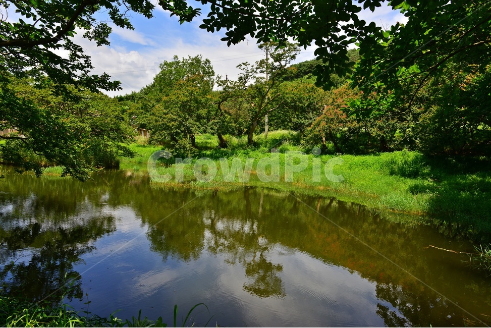 nature,자연,water,물,outdoors,옥외,전남,담양,명옥헌,명옥헌원림,명옥헌여름,계절,신록,하늘,구름,배롱나무