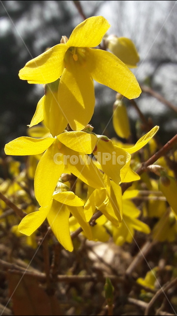 꽃,노랑,개나리,봄,아름다움,봄,계절,spring,season,식물,자연,plants,nature,꽃,flower,plant,blossom