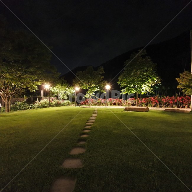 grass,plant,잔디,식물,야경,풍경,분위기좋은곳