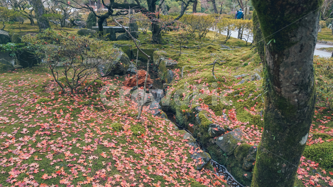 자연,가을,나무,정원,단풍,garden,fall,가을,계절,fall,autumn,season,자연,풍경,nature,landscape,outdoors,옥외
