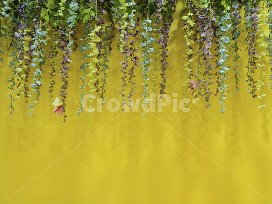 식물,인테리어,벽장식,꽃,blossom,flower,plant,식물,자연,plants,nature