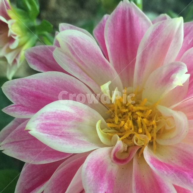 꽃,자연,식물,nature,flower