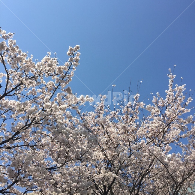 벚꽃,봄,하늘,벚꽃나무,식물,자연,꽃잎,계절,분홍,봄,계절,spring,season,식물,자연,plants,nature,꽃,flower,plant,blossom,cherry blossom
