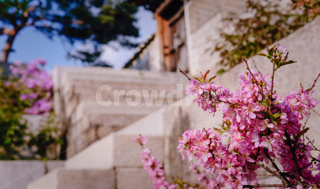 매화,홍매화,꽃,정원,flower,garden,pink,식물,자연,plants,nature,꽃,flower
