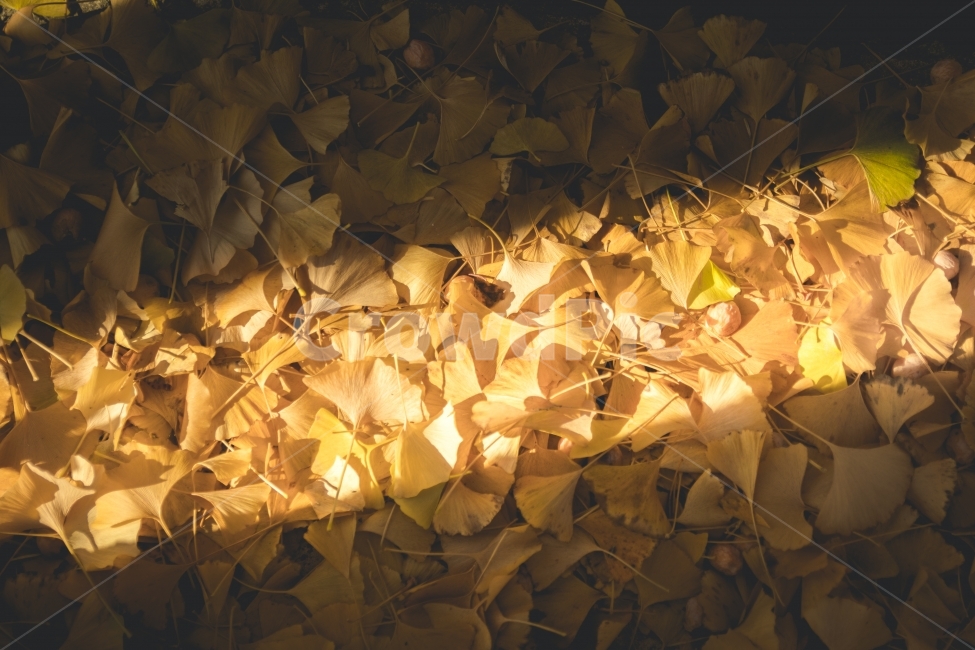 가을,낙엽,가을풍경,가을안녕,빛,가을,계절,fall,autumn,season,식물,자연,plants,nature,감성,sensible,feeling,paper,종이