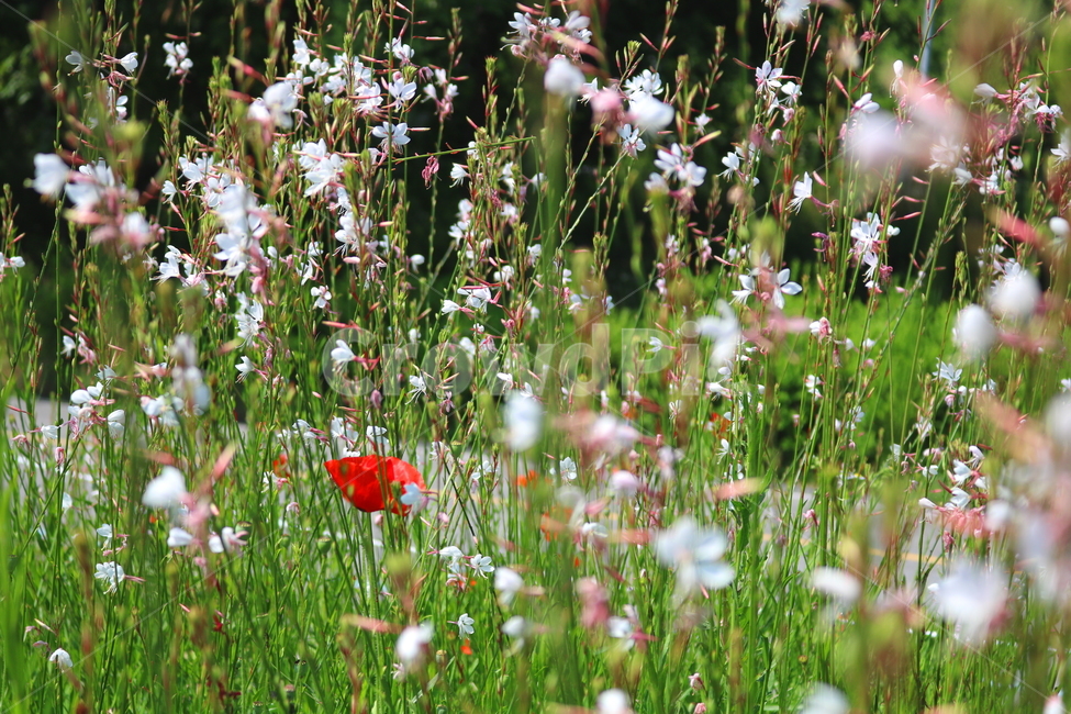 가우라,꽃,가우라꽃,식물,비늘꽃과,자연,풍경,백접초,식물,자연,plants,nature,꽃,flower