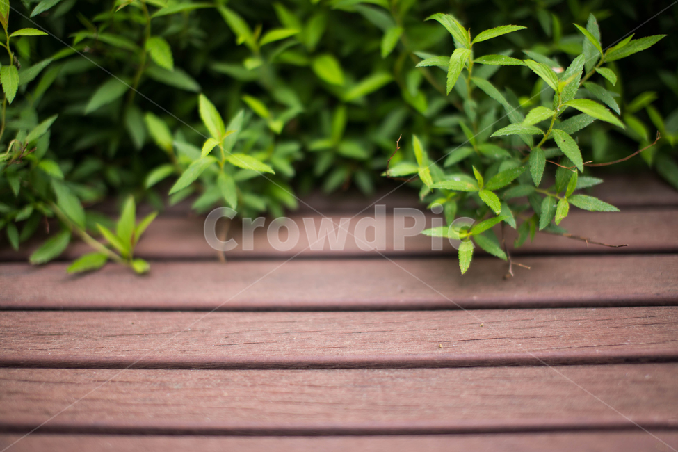 풀,초록,벤치,수목원,leaf,plant,식물,식물,자연,plants,nature