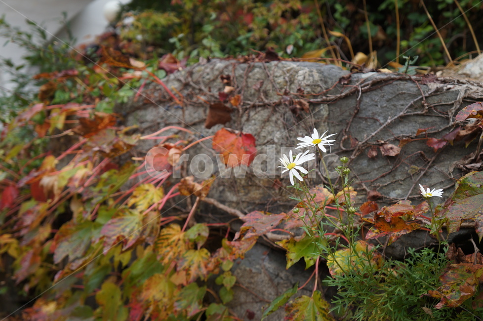 구절초,국화,가을,단풍,담쟁이덩굴,가을꽃,하얀꽃,가을,계절,fall,autumn,season,plant,식물,leaf,잎