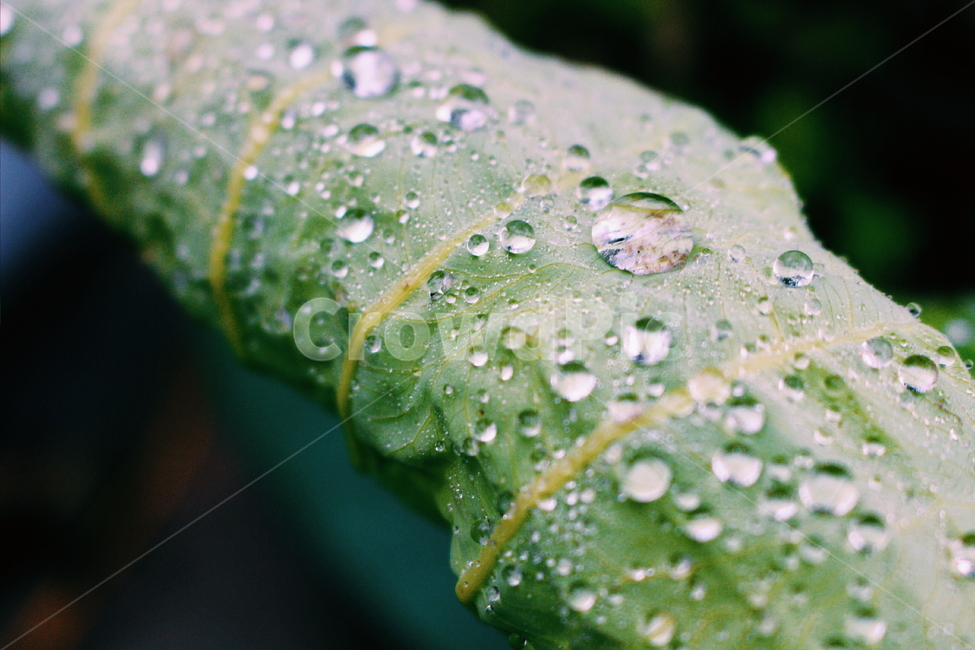 plant,식물,leaf,잎,droplet,작은물방울,이슬,물방울,잎사귀,나뭇잎,dew,wetleaves,식물,자연,plants,nature