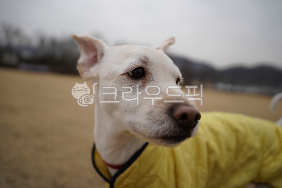 dog clothes,clothes,Pets,coat,White,puppy,mammal,animal,clothing,dog,pet dog,mammalia,pet,park