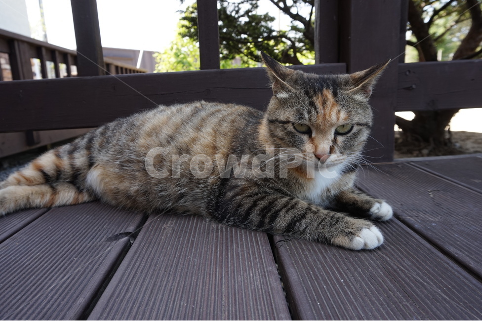 고양이,길고양이,동물,포유류,임신,한가함,누워있는사진,무늬,털,야생,클로즈업,확대,cat,korea,한국,고양이눈,호랑이무늬,패턴,street,꼬리,발,그루밍,일상,마당,귀여운,cute,동물,animal,포유류,mammal,고양이,cat,kitten,kitty