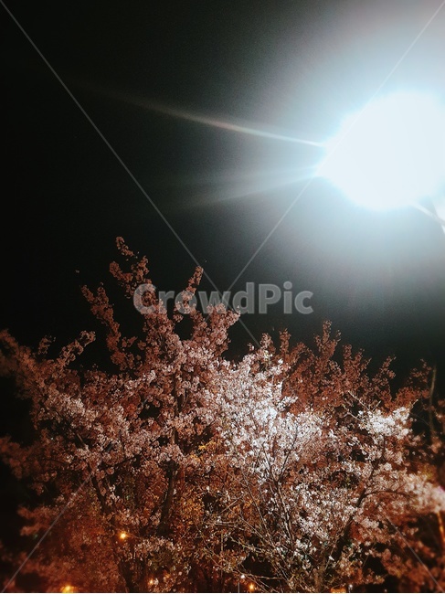 벚꽃,밤하늘,봄,밤,꽃,나무,flower,tree,night