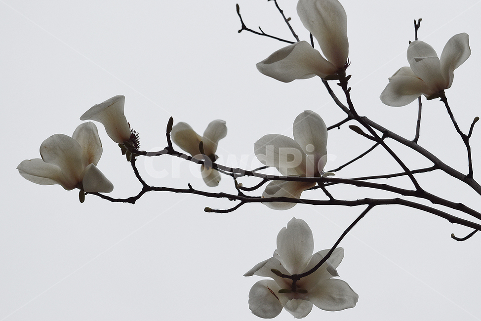 봄,식물,꽃,목련,flower,식물,자연,plants,nature,꽃,flower